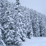 snow covered pine trees